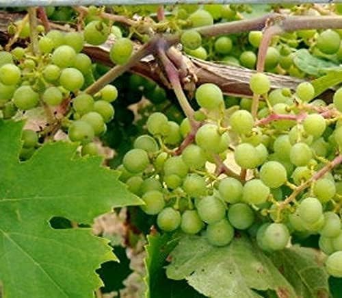 Niagara grape seeds for planting