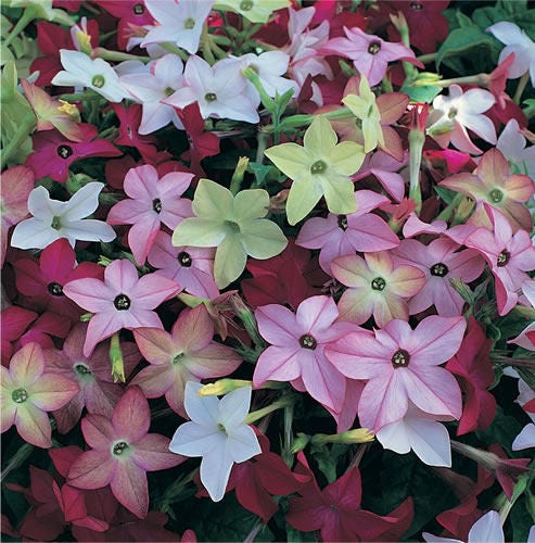 Nicotiana Flower Seeds – Heirloom Mixed Colors Ornamental Variety