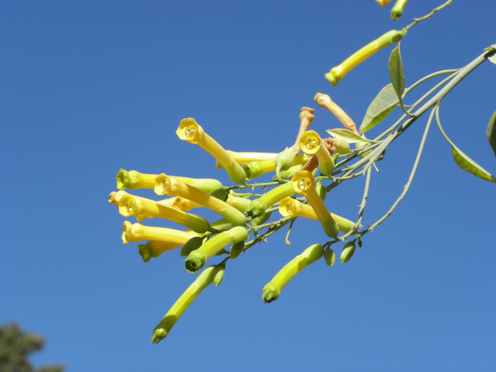 Nicotiana glauca growing in full sun garden bed