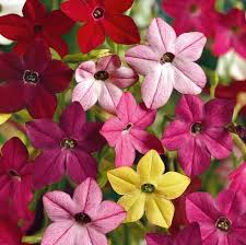 Pink and White Nicotiana Blooms in Full Sun