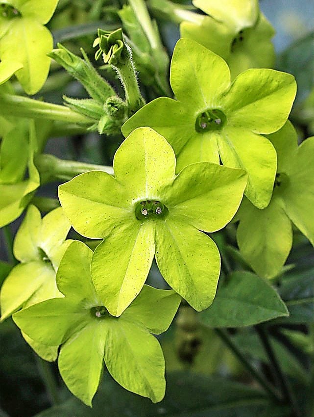 Evening-Scented Flower Seeds For Planting - Light Green Home Garden Beauty