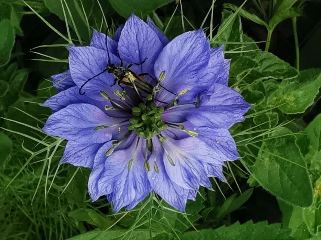 Nigella Damascena Flower Seeds for Planting