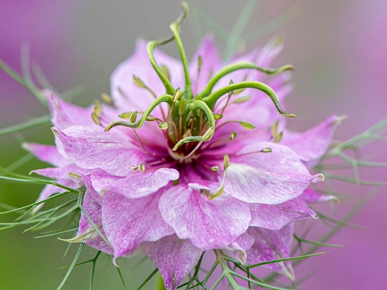 Nigella Damascena Pink Flower Seeds for Planting