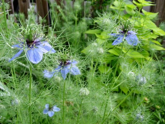 Aromatic black seeds harvested from Nigella Sativa plants