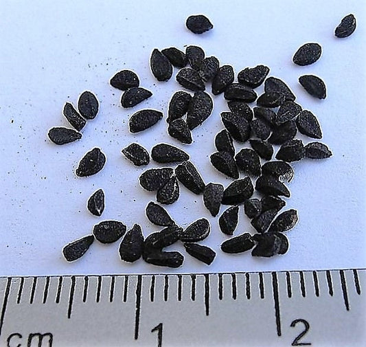 Nigella Sativa seeds producing black cumin aromatic plants