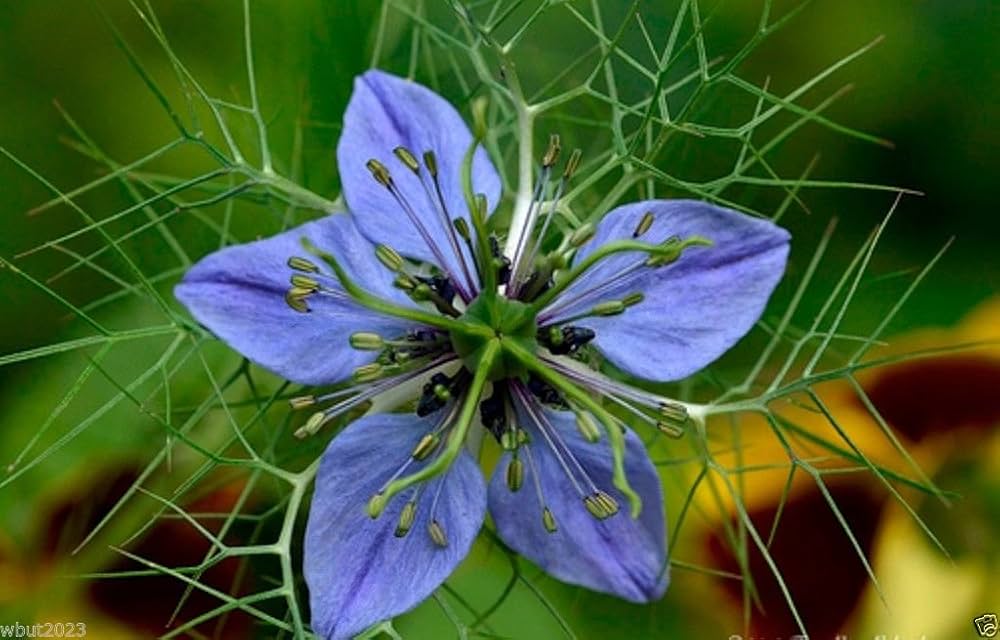 Feathery green foliage from Nigella Sativa seeds in US gardens