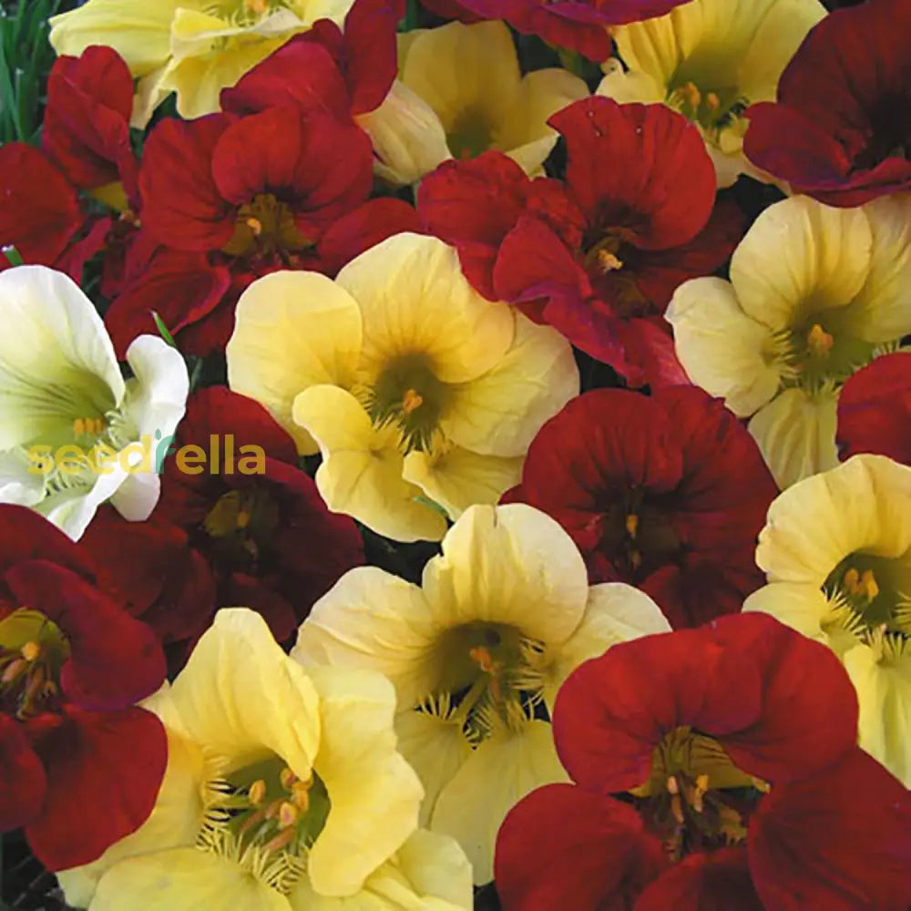 Night And Day Nasturtium Seeds Annual Edible Leaves Flowers Attract Bees & Butterflies Garden Beds