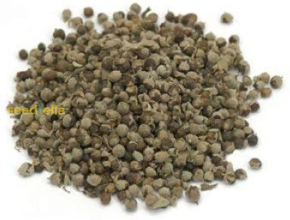 Nirgundi Plant Seeds – Drought-Tolerant Non-GMO Flowering Shrub