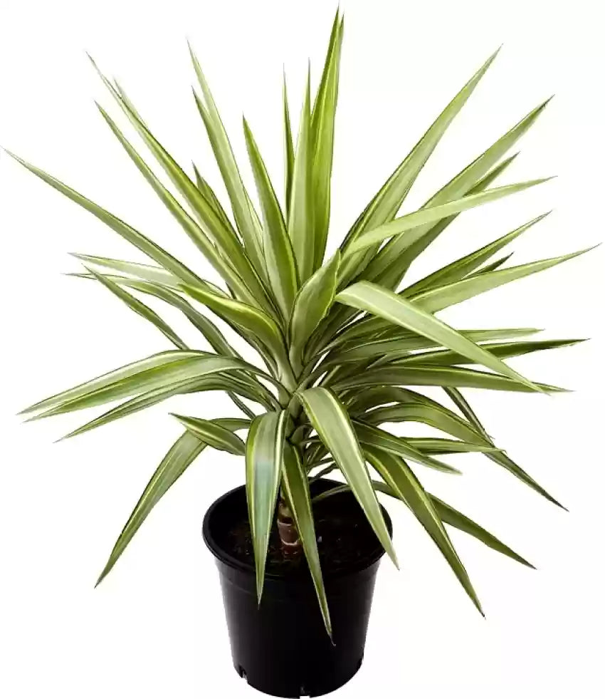 Green Dracaena Palm Flower seeds for Planting - Bright Blooms, Heirloom & GMO Free Seeds for Home Garden
 
 Sale seeds for home garden