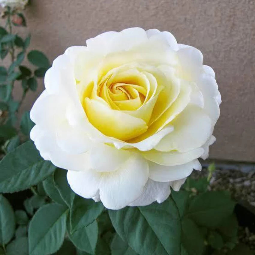 White Yellow Rose Flower seeds for Planting - Low Maintenance, Heirloom & GMO Free Seeds for Home Garden
 
 Sale seeds for planting in home garden