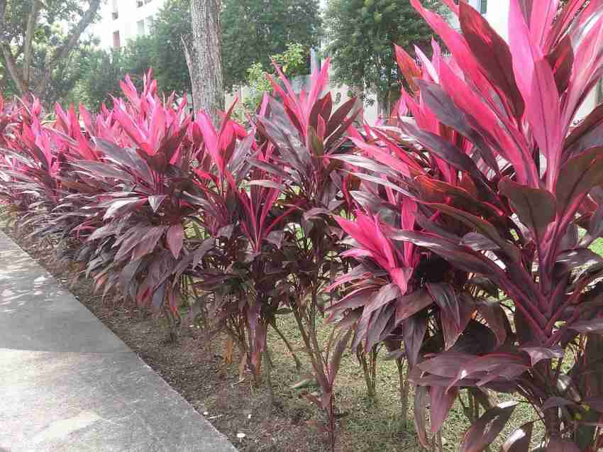 Cordyline Rubra Flower seeds for Planting - Wildflower Mix, Heirloom & GMO Free Seeds for Home Garden
 
 Sale for planting in home garden.