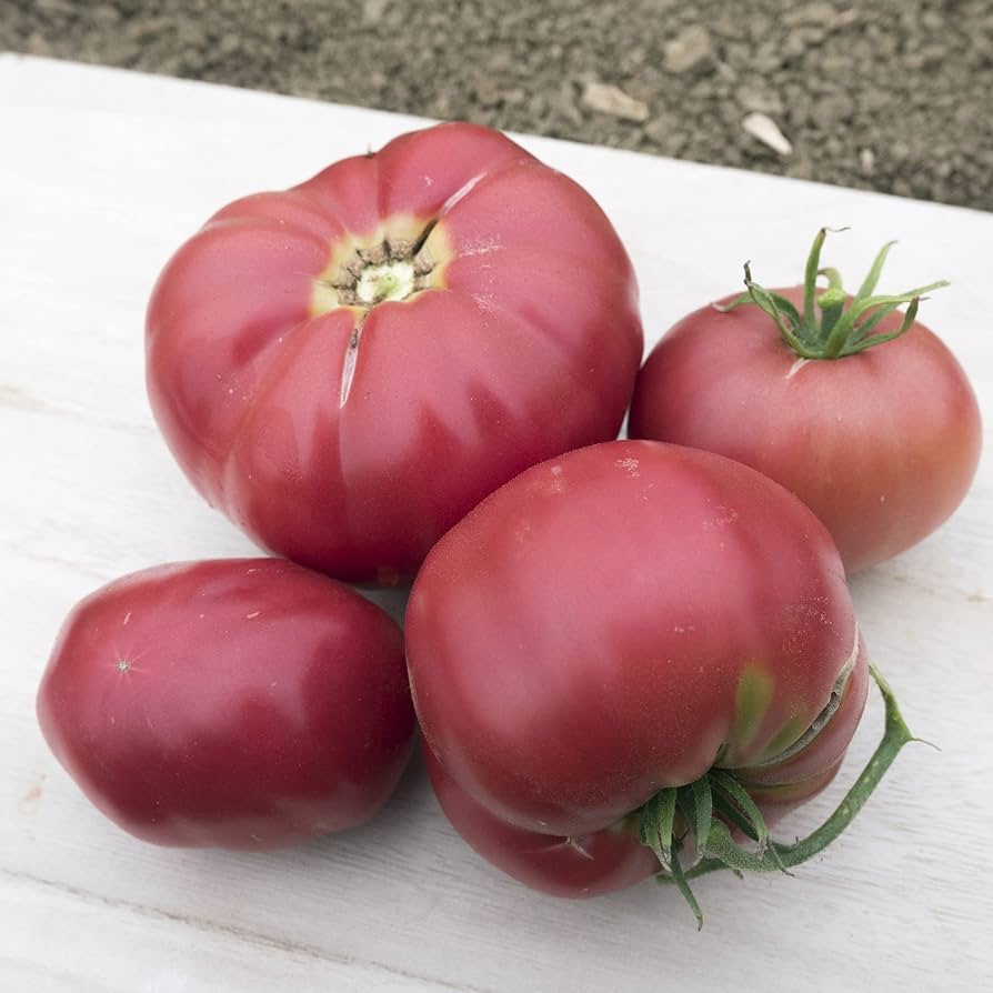 Non-GMO Abe Lincoln Tomato seeds