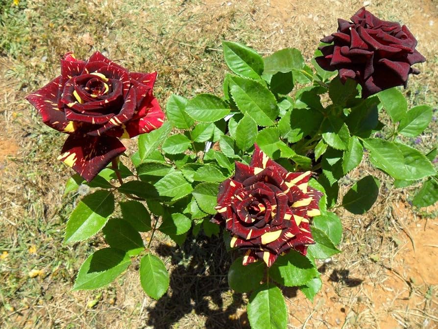 Non-GMO Abracadabra Flower Seeds for Gardening