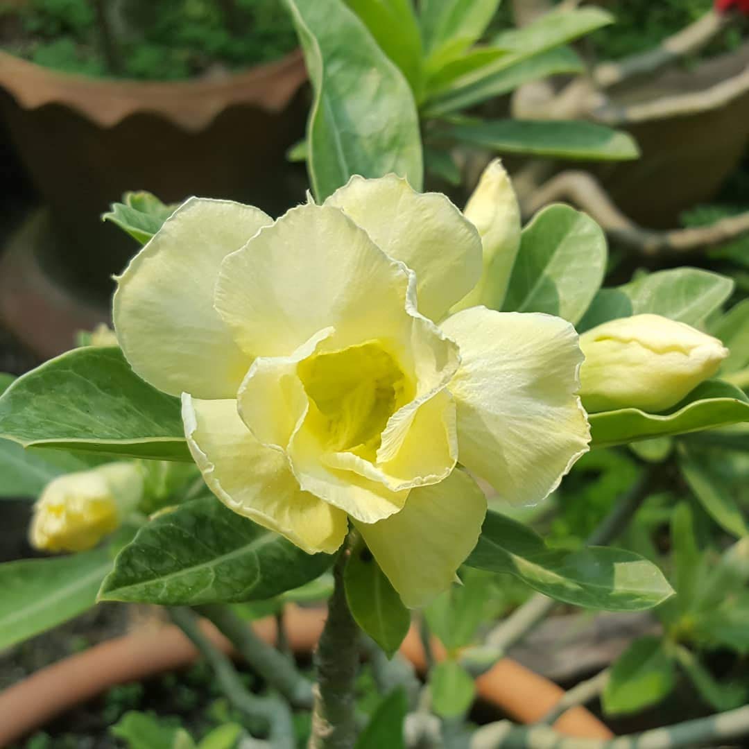 Non-GMO Adenium Obesum Yellow Seeds