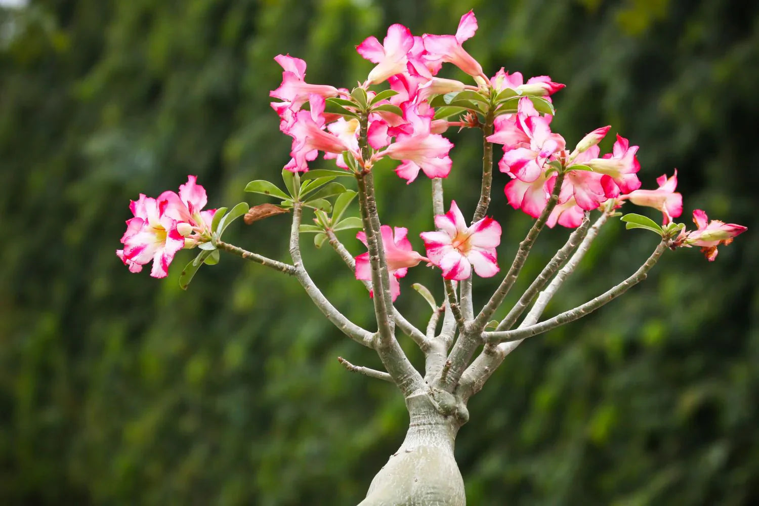 Non-GMO Adenium Obesum Seeds