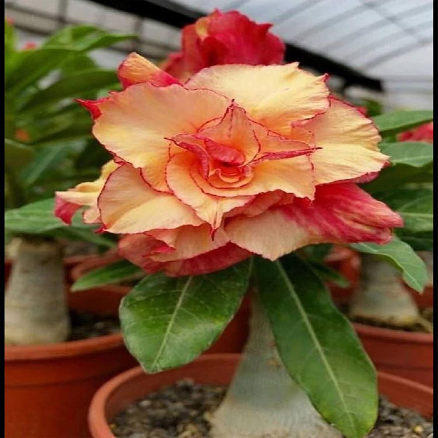 Non-GMO Red Adenium Obesum Seeds