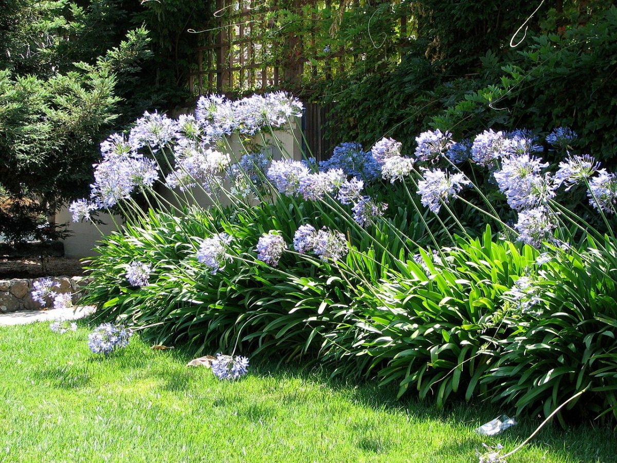 Non-GMO Agapanthus Planting Seeds