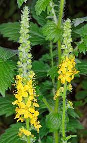 Non-GMO Agrimony perennial herb grown from seeds