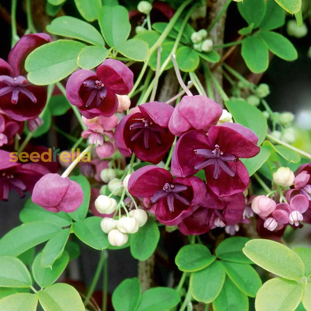 Non Gmo Akebia Seeds