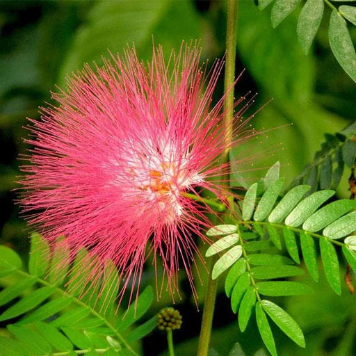 Non-GMO Albizia Flower Seeds for Ornamental Gardening