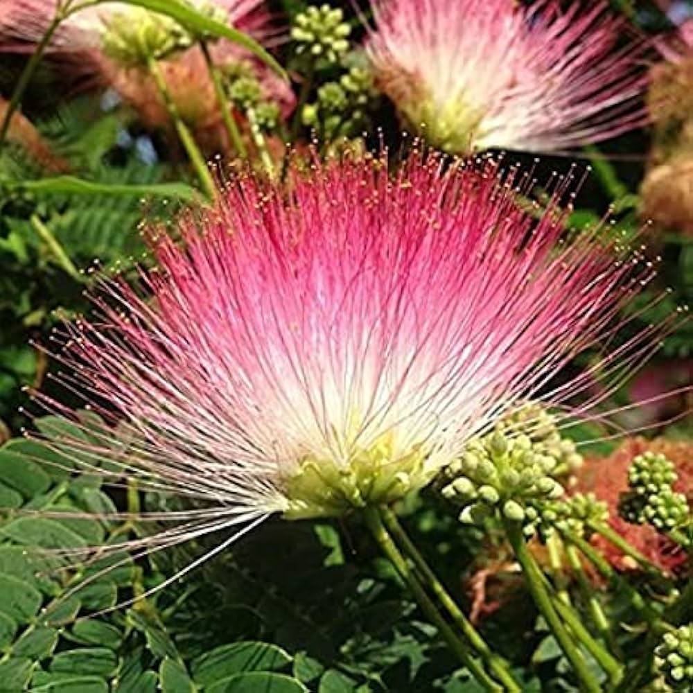 Non-GMO Albizia Julibrissin Seeds