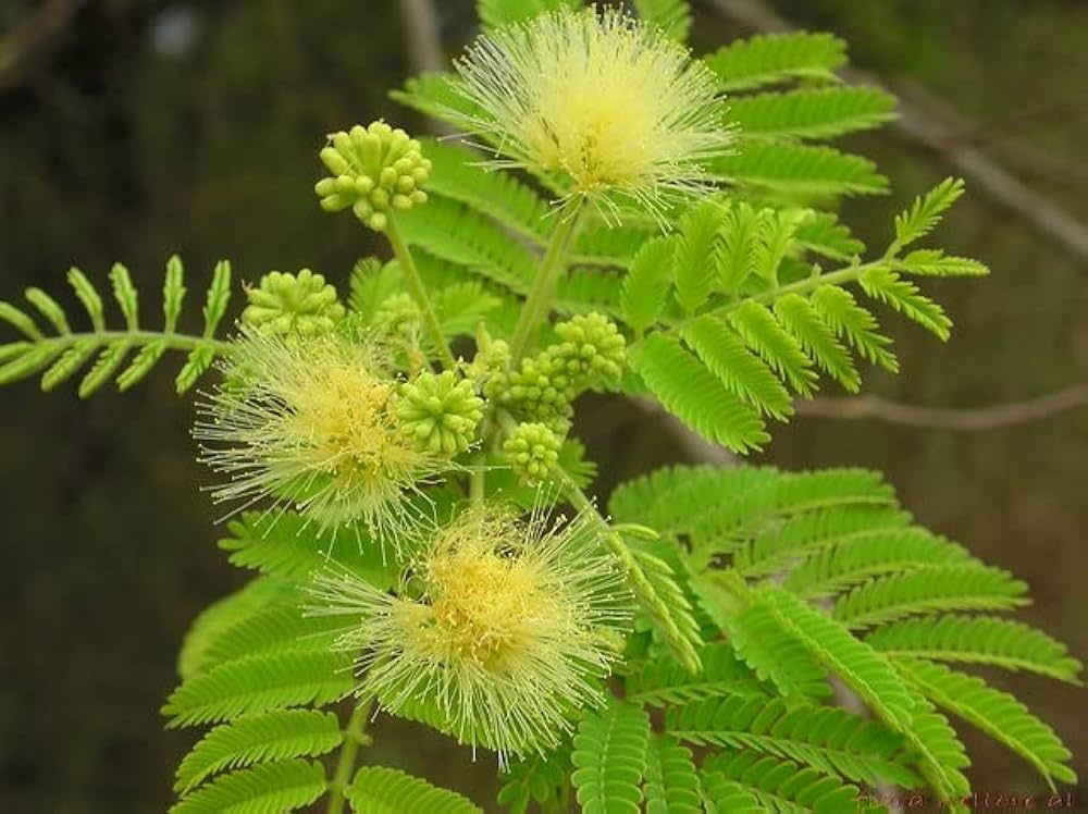Non-GMO Albizia Cream Flower Seeds for Gardening
