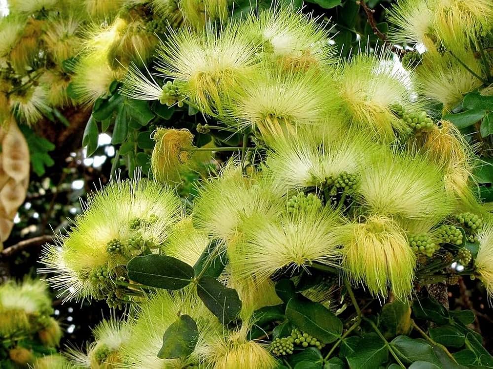 Non-GMO Albizia Flower Seeds for Gardening