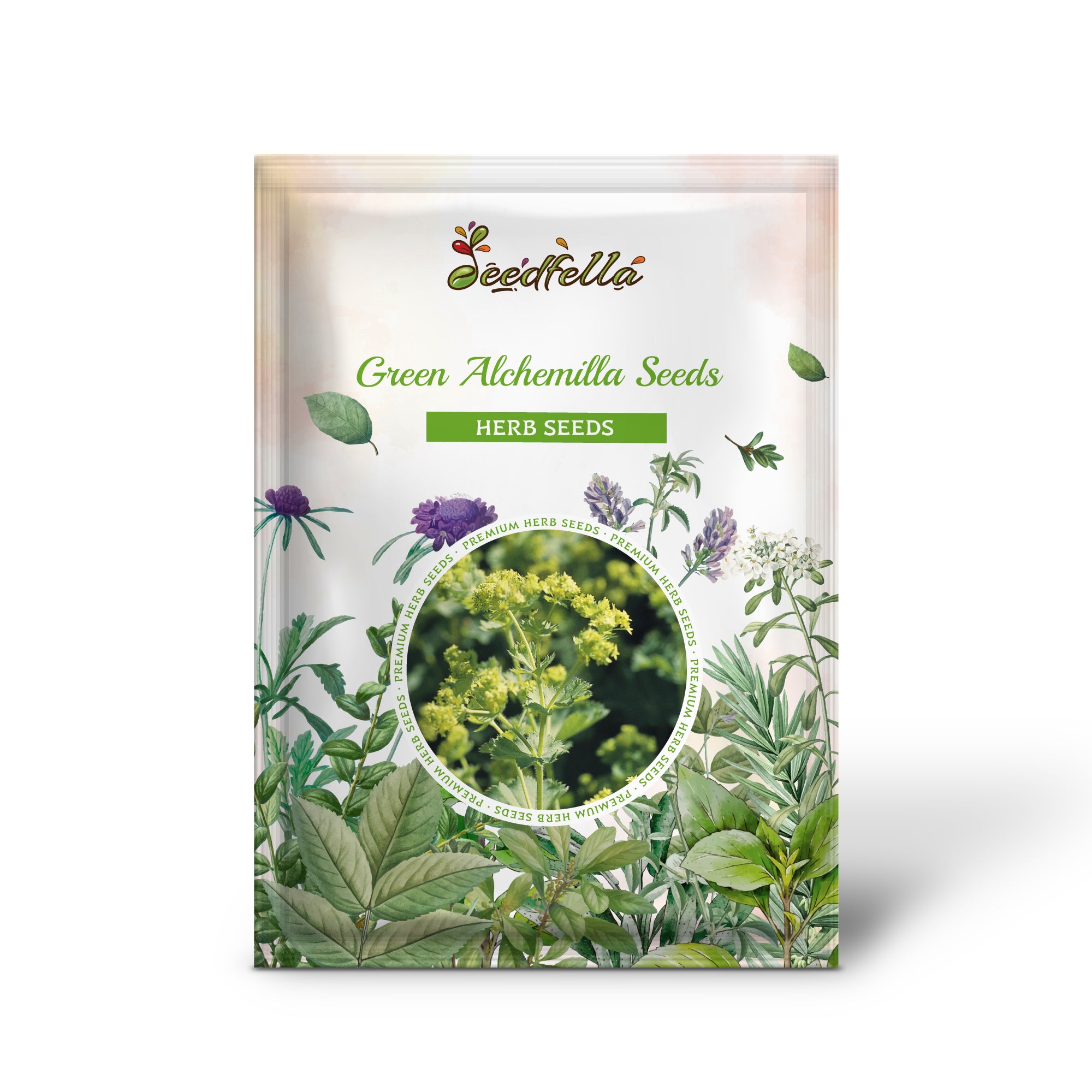 Non-GMO Alchemilla mollis (Lady's Mantle) seeds for perennial gardens