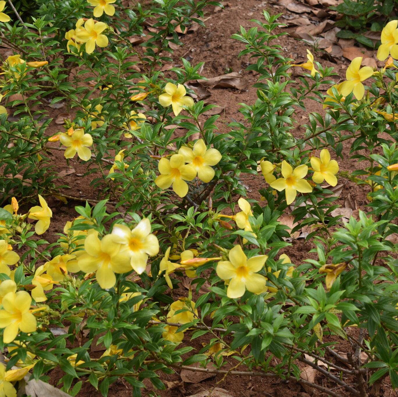 Non-GMO Allamanda Flower Seeds