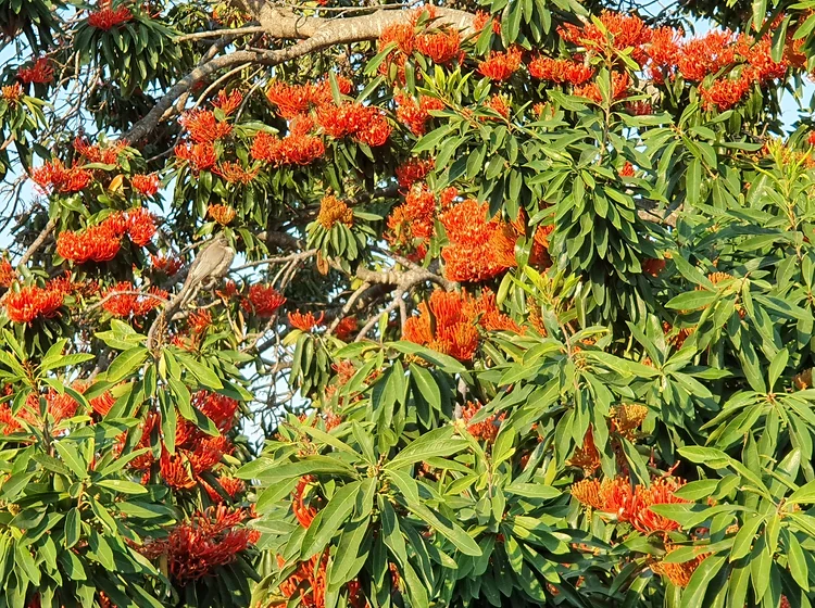 Non-GMO Alloxylon Tree Seeds