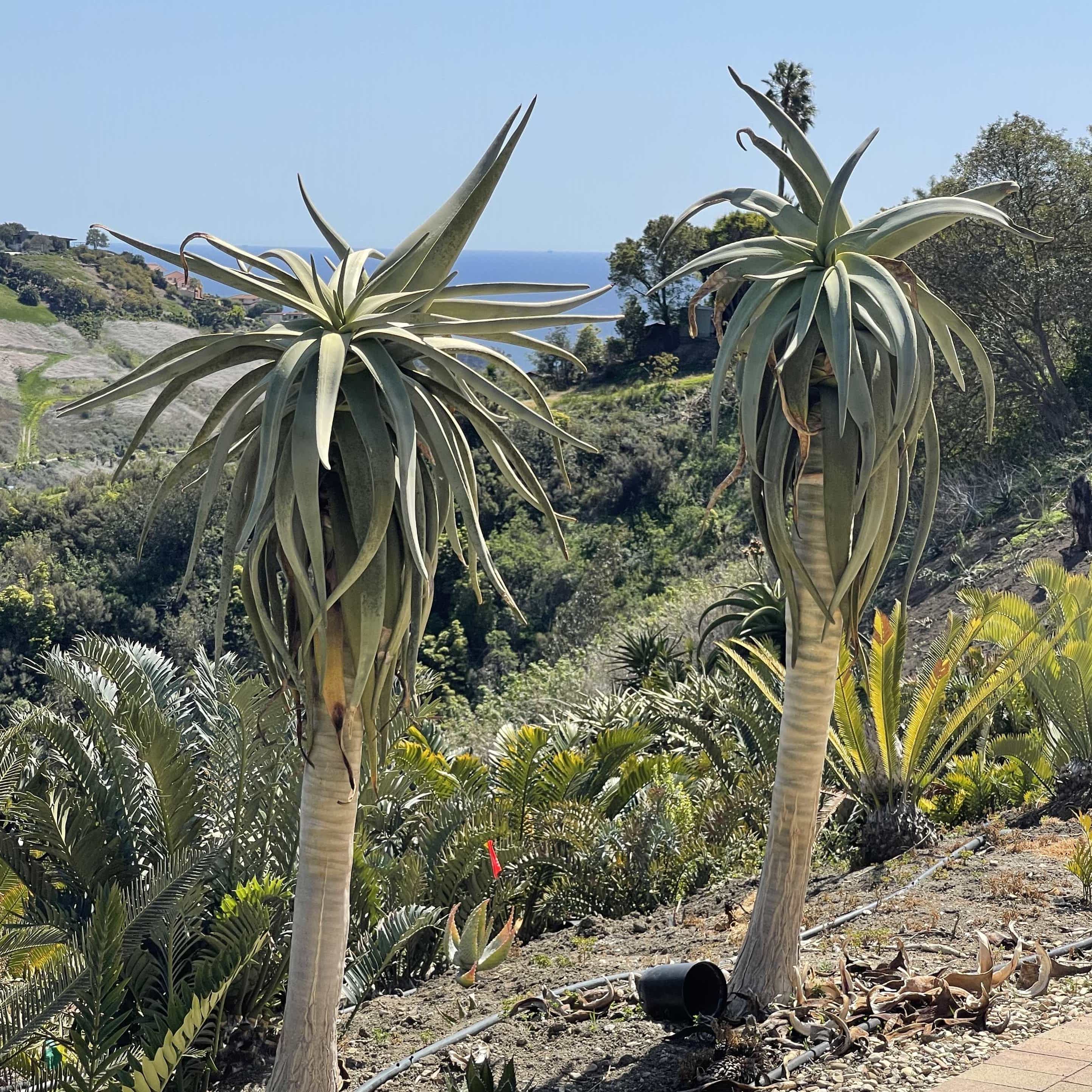 Non-GMO Aloe Dichotoma Seeds