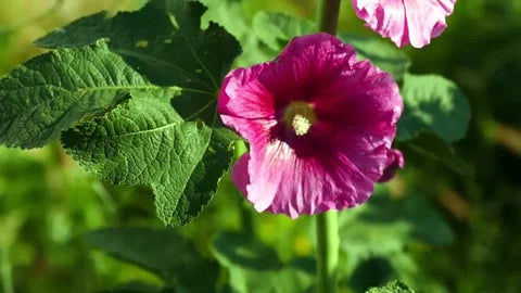 Non-GMO Althaea Rosea Pink Seeds for Home Gardening