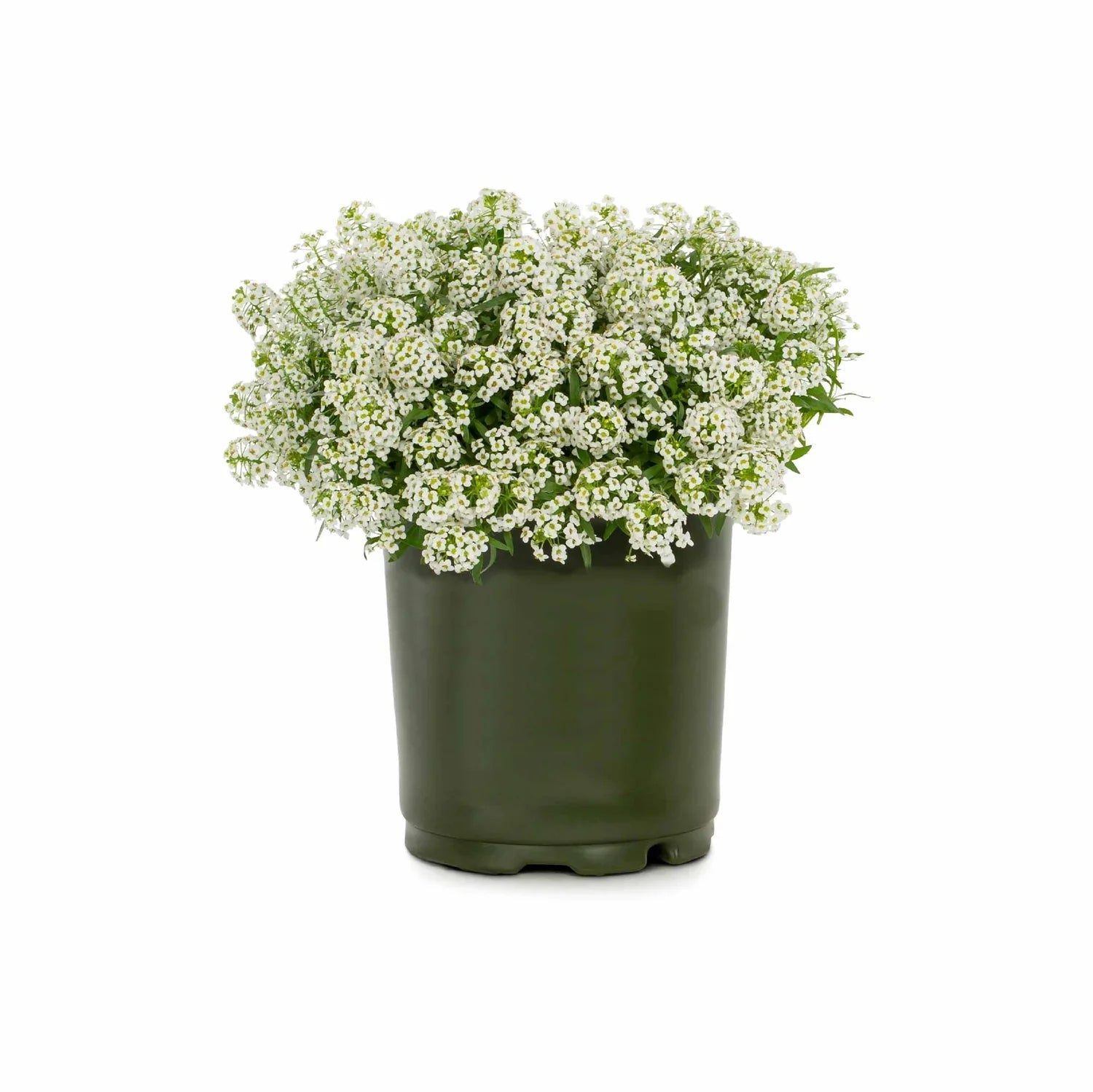 Non-GMO Alyssum Flower Seeds