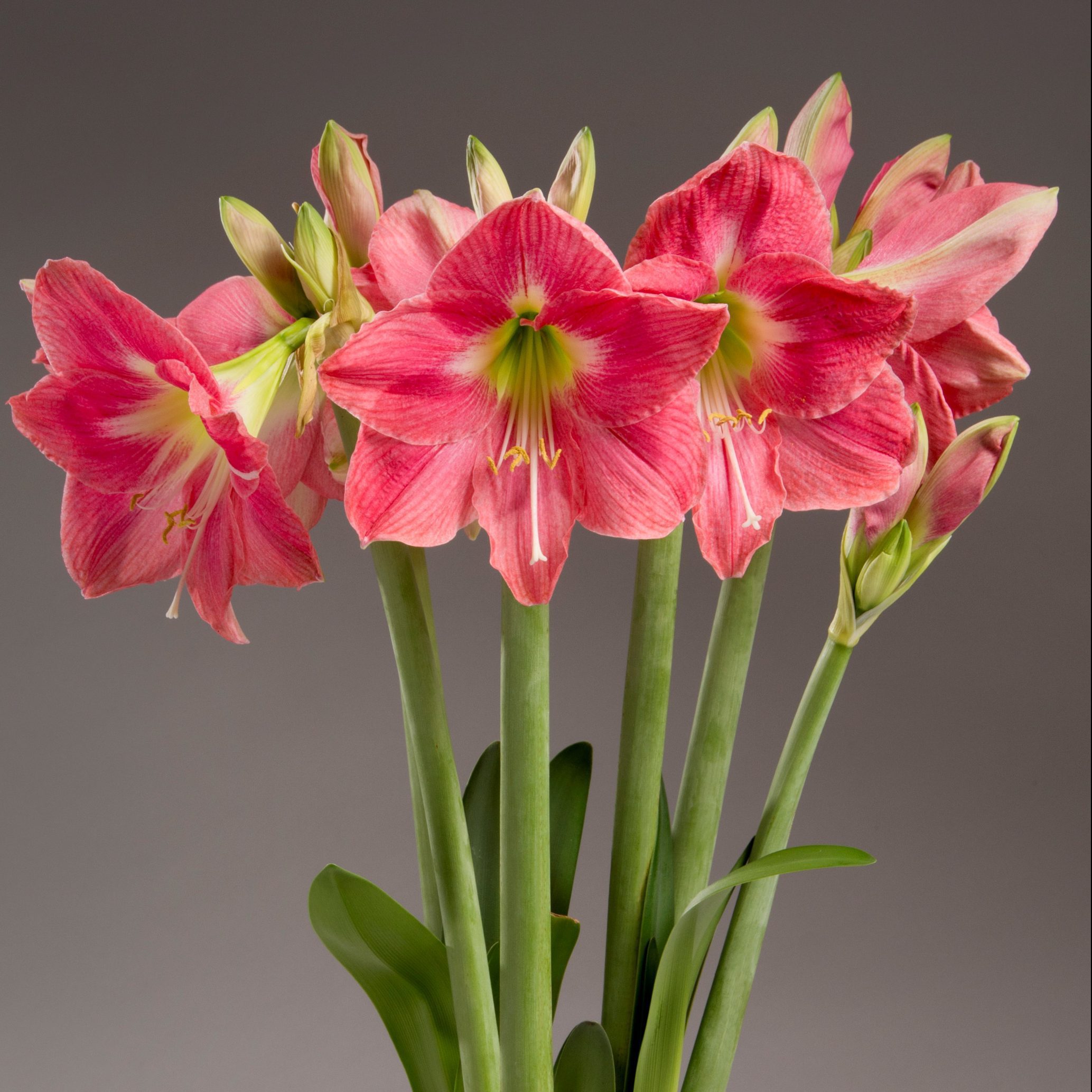 Premium Non-GMO Dark Pink Amaryllis Seeds
