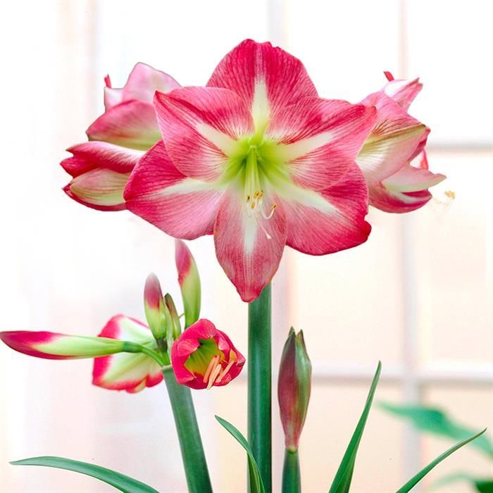 Non-GMO Amaryllis Barbados Pink Flower Seeds for Gardening