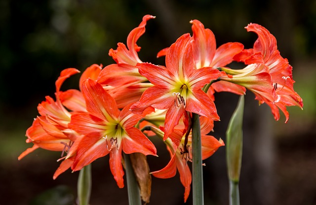 Non-GMO White Orange Amaryllis Seeds for Home Gardening