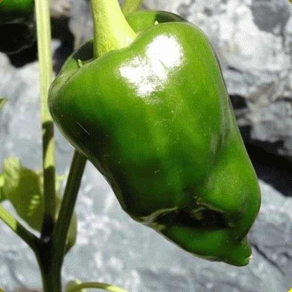 Non-GMO Ancho Poblano pepper seeds