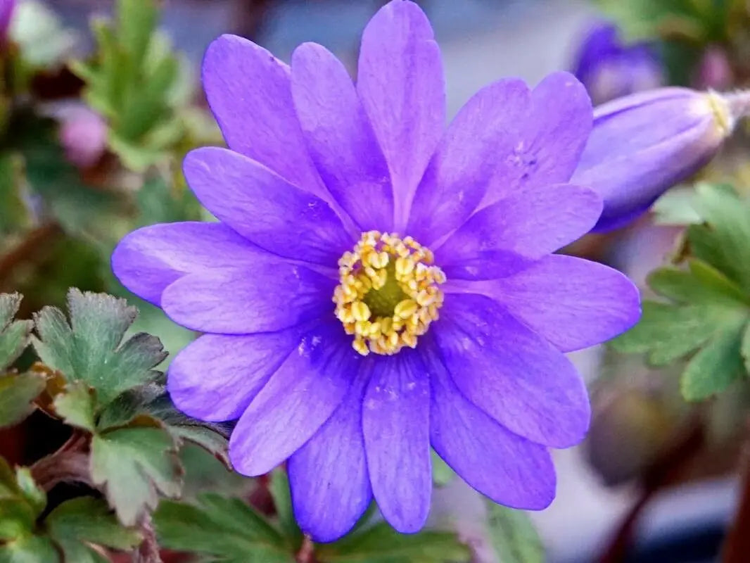 Non-GMO Anemone Blanda Seeds