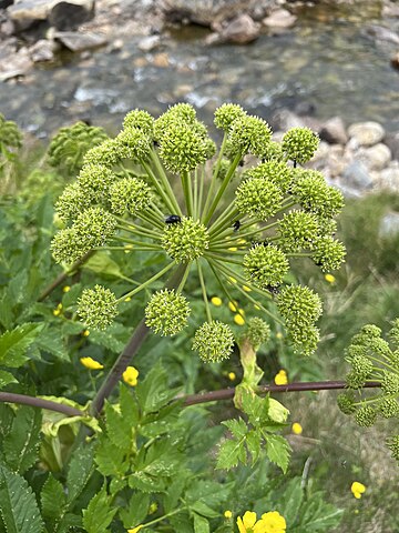 Non-GMO Angelica flower seeds for cottage and pollinator gardens