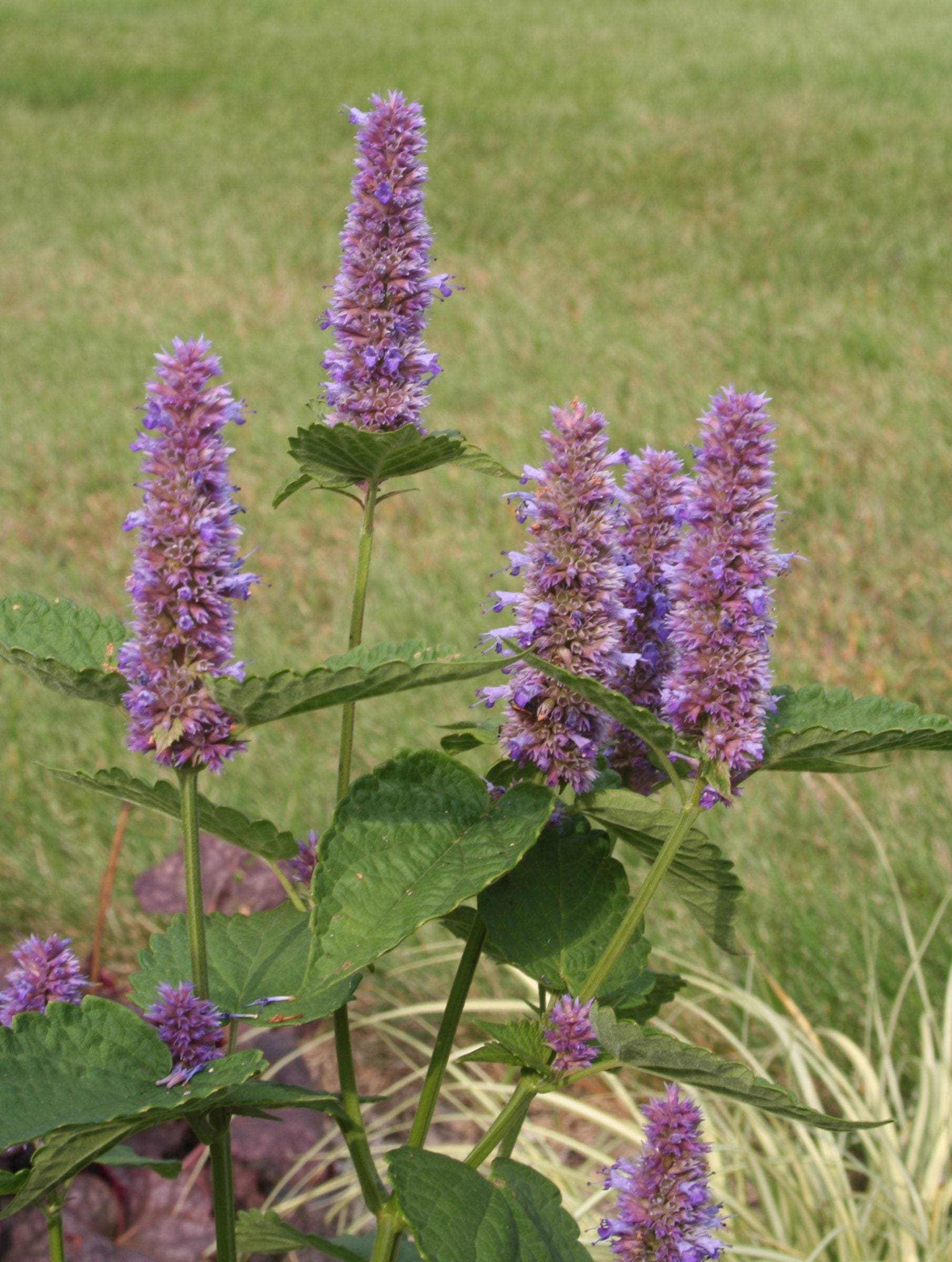 Non-GMO Anise Hyssop herb seeds with fragrant foliage