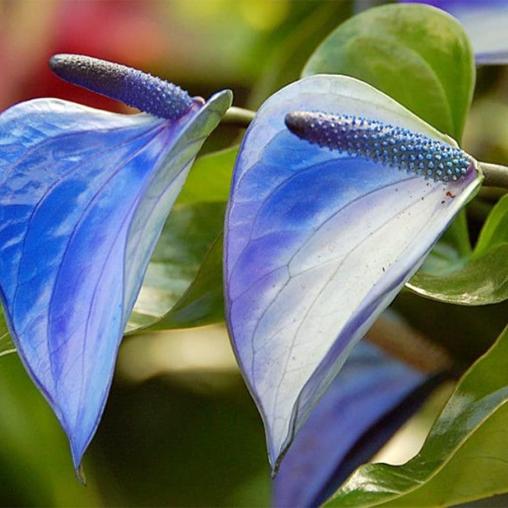 Non-GMO Anthurium Linden Sky Blue Seeds for Gardening