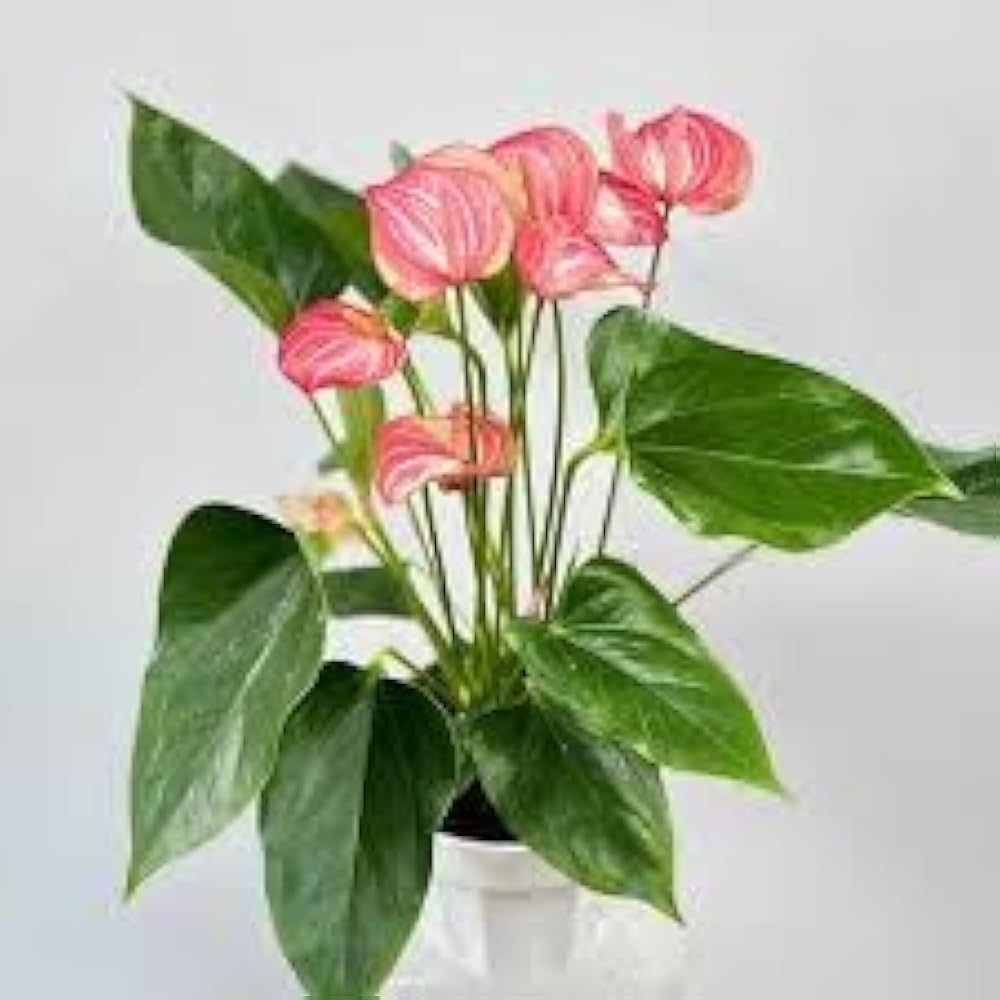 Non-GMO Anthurium Orange Flower Seeds