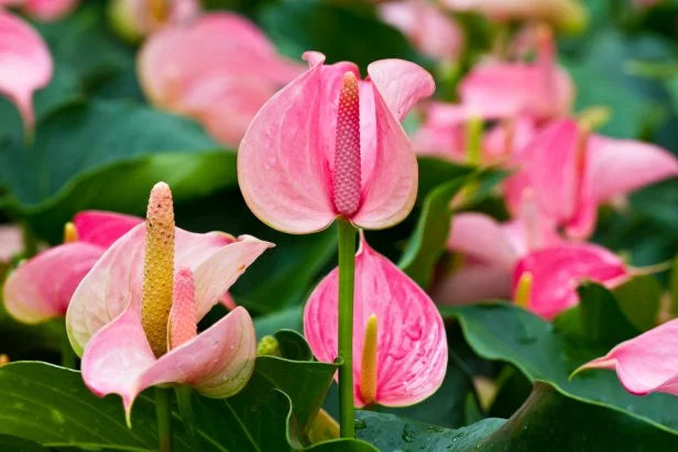 Non-GMO Anthurium Pink Flower Seeds