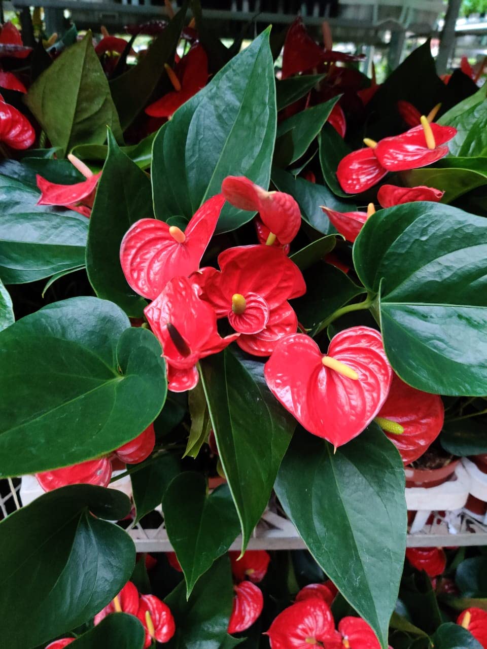 Non-GMO Exotic Anthurium Red & White Flower Seeds