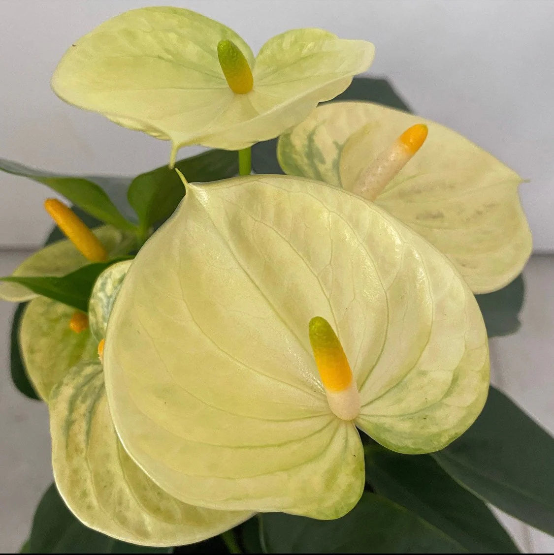 Non-GMO Anthurium Linden Seeds for Indoor Planting