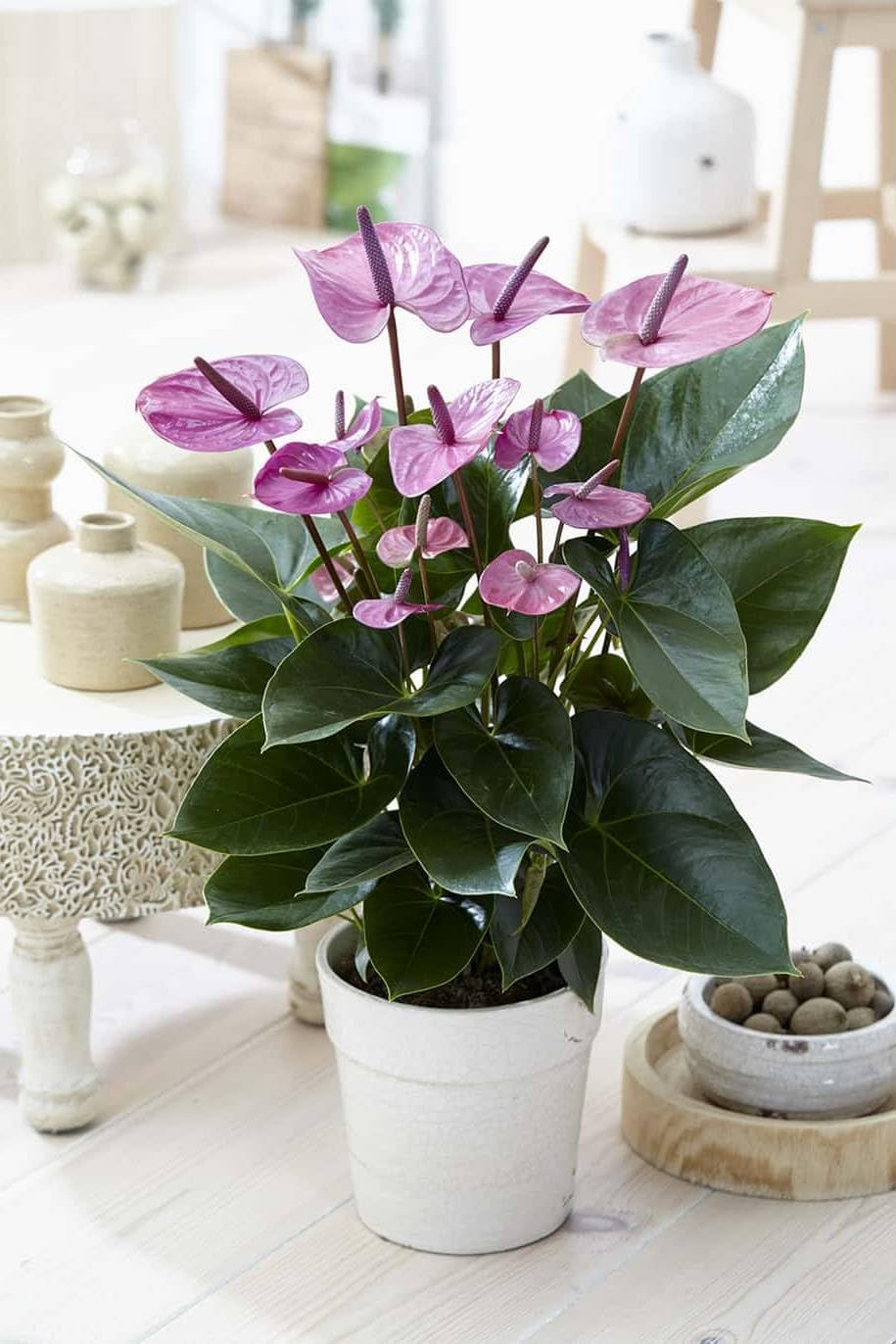Non-GMO Exotic Anthurium Violet Flower Seeds