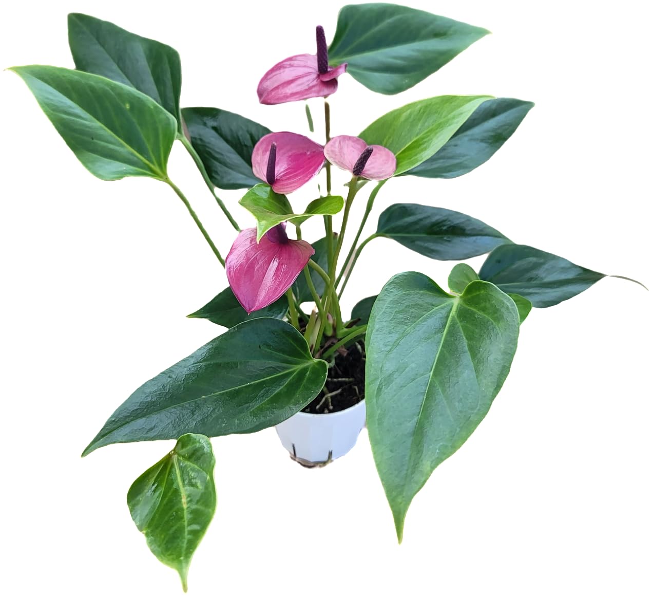 Non-GMO Anthurium Violet Flower Seeds for Gardening
