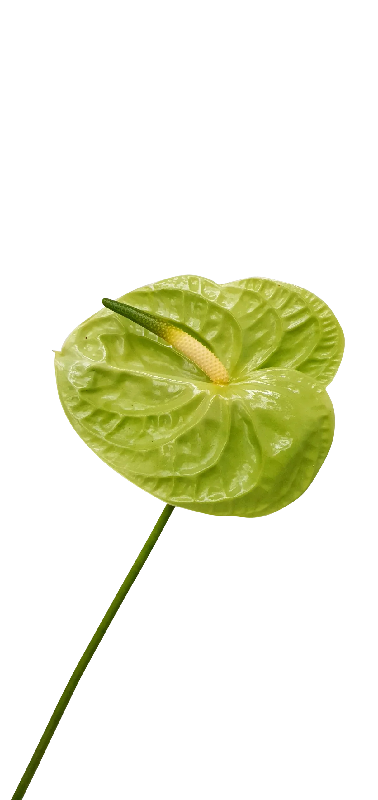 Non-GMO Green Anthurium Linden Seeds for Home Gardening