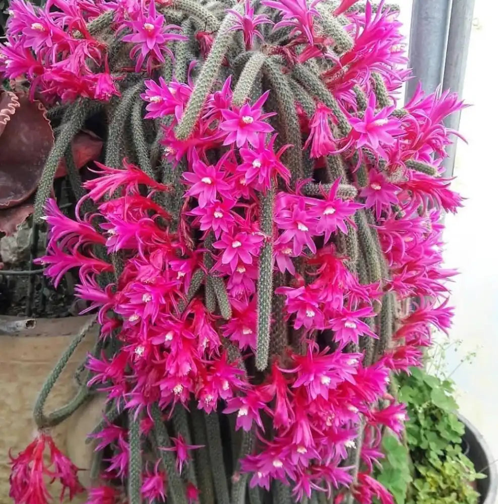 Non Gmo Aporocactus Seeds