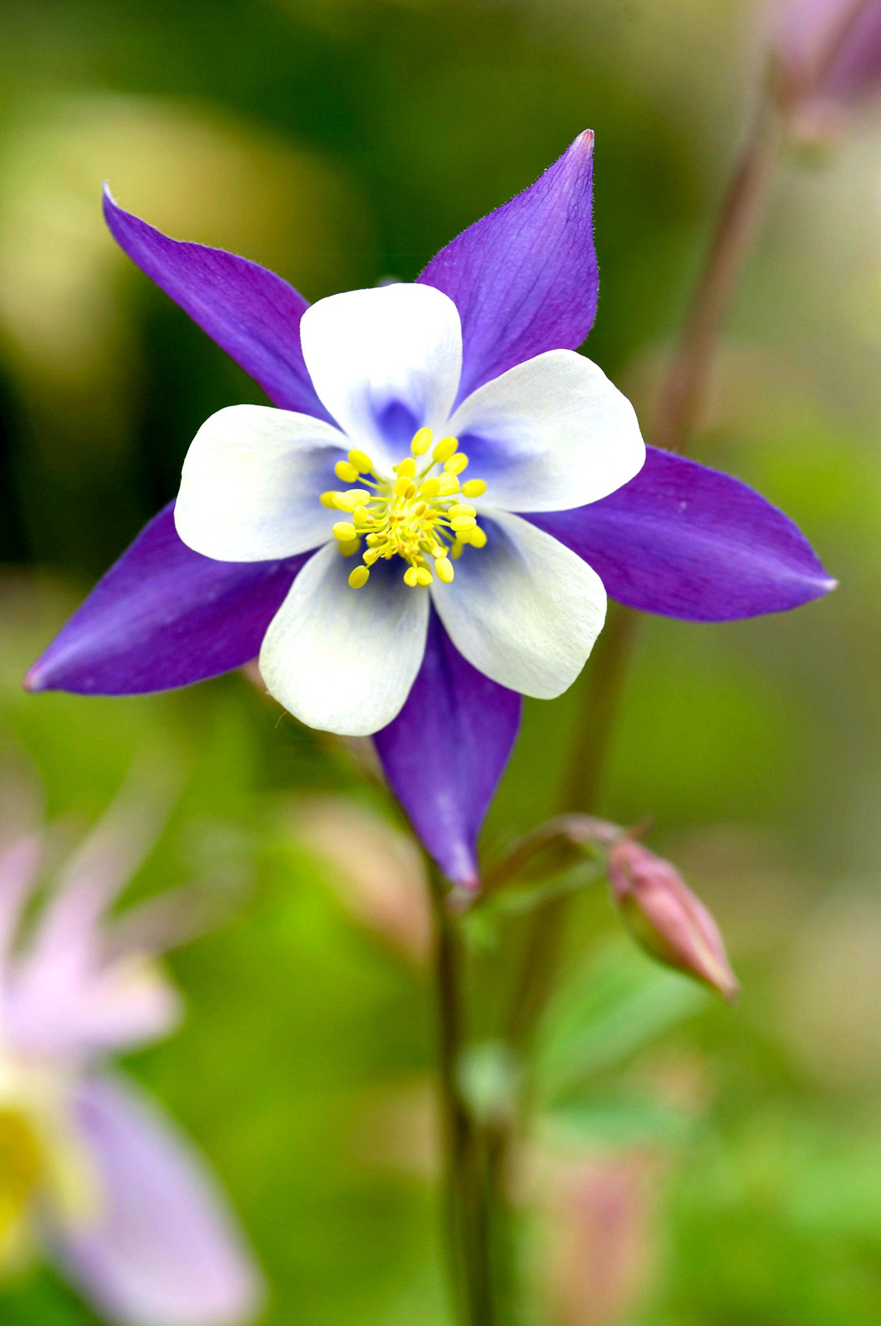 Non-GMO Aquilegia Columbine Seeds